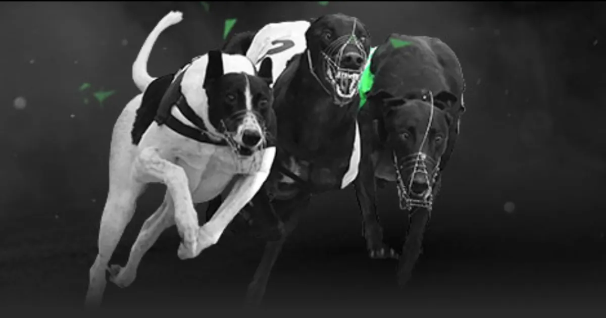 切尔西逆袭,纽卡,帕尔默梅开,世界杯转播,2026世界杯,直播平台,转播渠道,赛事直播